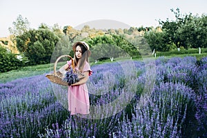 A teenage girl in a pink dress in a lavender field collects lavender flowers in a basket