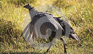 Teenage guineafowl keet stretching its wings in a grass field.