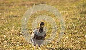 Teenage helmeted guineafowl keet standing in a golden lit field at sunrise or sunset.