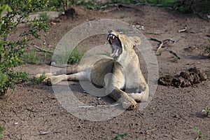 Teenage Lion Yawn in Hwage National Park, Zimbabwe.