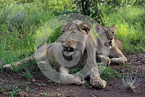 Teenage Lions in Hwage National Park, Zimbabwe.