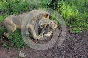 Teenage Lions Nuzzle Snuggle in Hwage National Park, Zimbabwe.