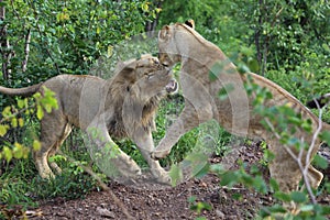 Teenage Lions Play Fighting in Hwage National Park, Zimbabwe.
