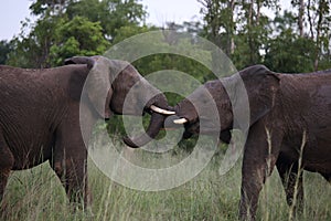 Teenage Male Elephants Play Fighting in Hwage National Park, Zimbabwe, Elephant, Tusks, Elephant`s Eye Lodge