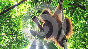 Teenage orangutan has found a snack