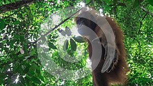 Teenage orangutan reaches down below