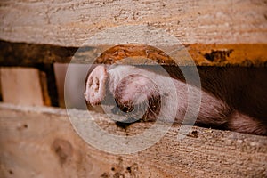 Teenage pigs on a pig farm. Pig nose behind a fence