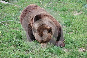 Teenage Wild Brown bear portrait in Europe national park