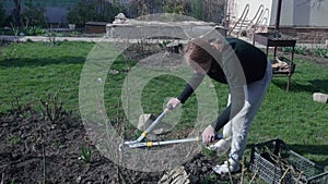 A teenaged girl cuts roses in garden with prune.