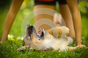 Teenager girl hug puppy shepherd dog close up photo