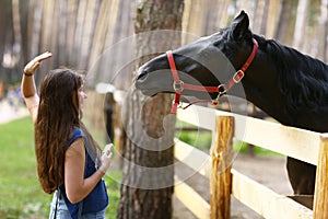 Teenager girl stroke black horse with halter close up summer photo