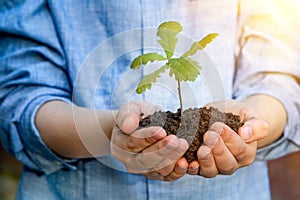 A teenager holds an oak seedling in his palms. Concept - reforestation, eco friendly. Hands with the ground. Spring day