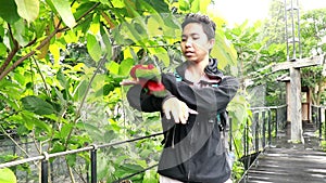 Teenager plays with Red Lory parrot in the bird park. Red Lory sitting on a hand in the Park. Close Up of Molluscan Lory