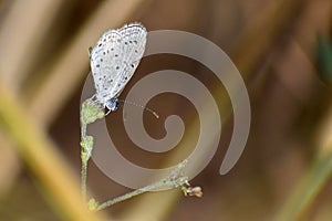 Teeny tiny butterfly in garden