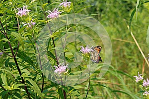teeny tiny monarch butterfly deep in green weeds with purple flowers