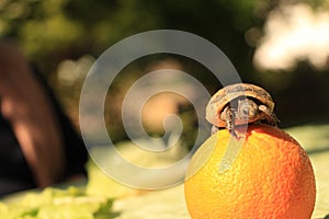 Teeny Tiny Turtle on an Orange