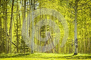 Teepee In Trees Light Fresh Green Forest Scene