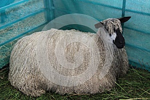 Teeswater Farmyard Sheep.