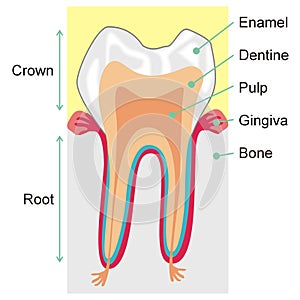 Teeth