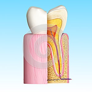 Teeth anatomy