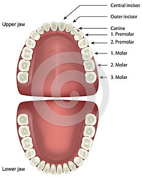 Teeth anatomy medical vector illustration isolated on white background with english description