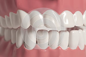 Teeth anatomy model close up photo