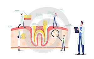 Teeth Anatomy and Structure Concept with Tiny Dentists Doctors Characters at Huge Tooth Infographics with Gum, Pulp photo