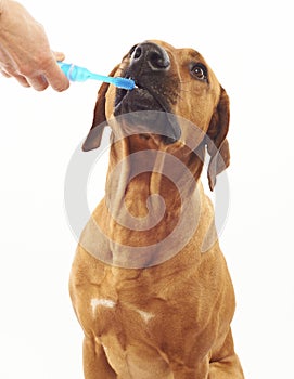 El perro limpieza dental 