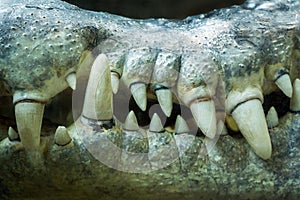 The teeth of the crocodile.