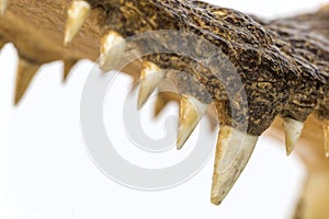 Teeth of crocodile