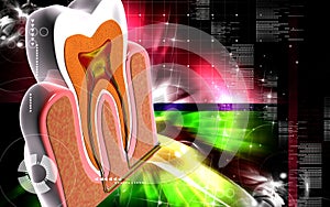 Teeth cross section