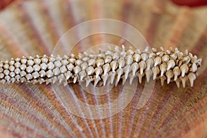 Teeth from the crusher plate of a Sting Ray