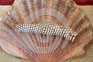 Teeth from the crusher plate of a Sting Ray