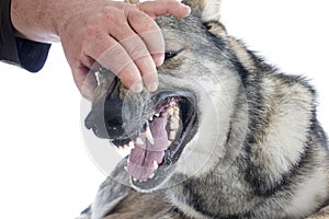 Teeth of Czechoslovakian Wolfdog