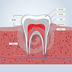 Teeth or dental illustration