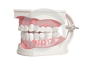 Teeth dental model photo