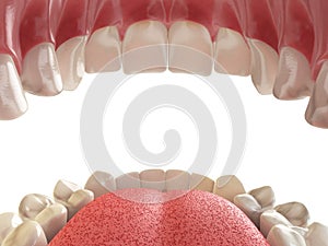 Teeth or dentures. Open human mouth upper and lower jaw.