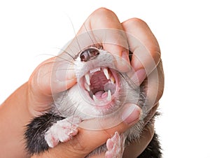 Teeth of ferret