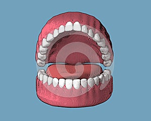 Teeth and gum engraving illustration