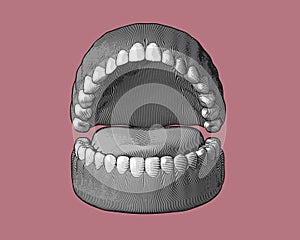 Teeth and gum engraving illustration