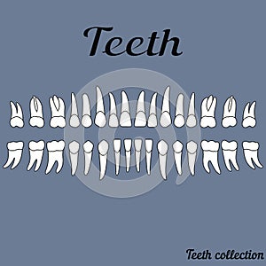 The teeth of the human dentition, healthy teeth photo
