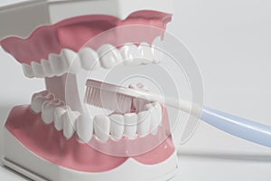 Teeth human model with white toothbrush.Dental care concept. photo