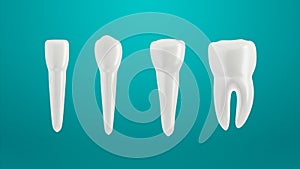 Teeth isolated on green background. Arranged in a row. Incisor, canine premolar and molar.