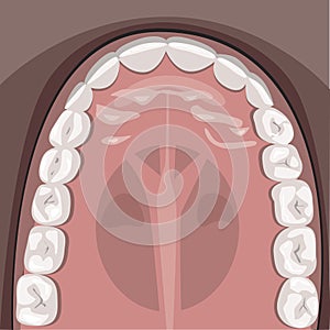 Teeth on the jaw of a person, a anatomical  illustration with wisdom teeth, molars and incisors for a dentist or