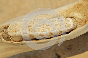 Teeth and Jawbone - Texture from Nature - Solid Detail photo