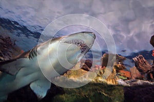 Teeth! Lots of teeth!!!