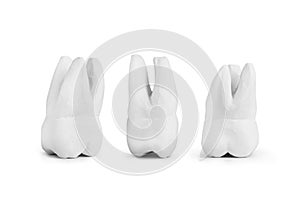 Teeth made of gypsum