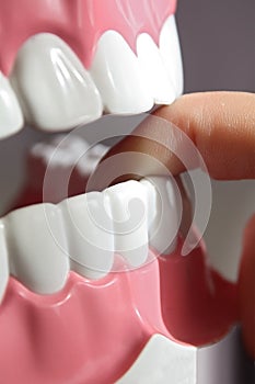 Teeth model