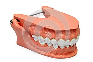 Teeth model