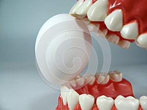 Teeth model